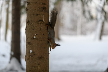 Red eurasian squirrel in winter park