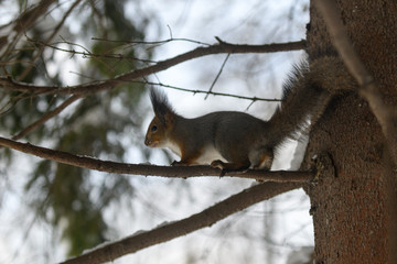 Red eurasian squirrel in winter park