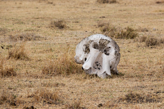 Elefantenknochen in der Serengeti