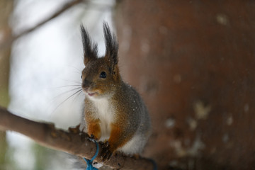Red eurasian squirrel in winter park