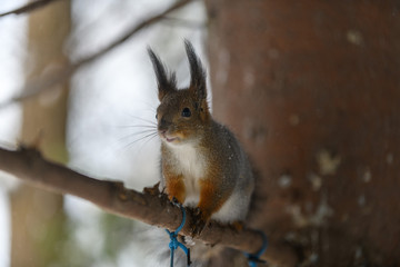 Naklejka na ściany i meble Red eurasian squirrel in winter park