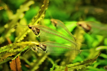 グラスキャットフィッシュ