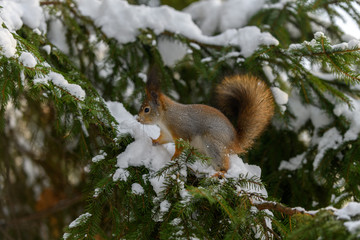 Red eurasian squirrel in winter park