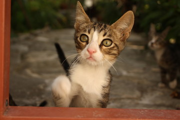 A Cat in Omodos, Cyprus