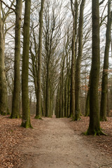 Lane with large trees along forest road in national park Velume Zoom near Rozendaal near Arnhem (The Netherlands)