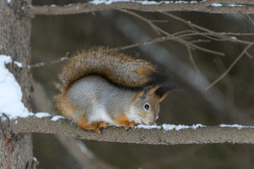 Red eurasian squirrel in winter park