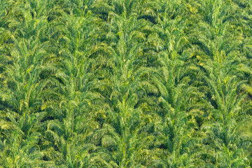 Abstract pattern of oil palm trees. Deforestation concept.