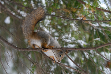 Red eurasian squirrel in winter park