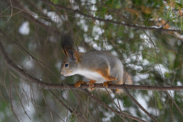 Red eurasian squirrel in winter park