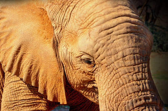 Beautiful Images of of African Elephants. Wild african elephant close up, Namibia, Africa