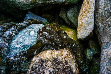 Obraz premium lichen on rock