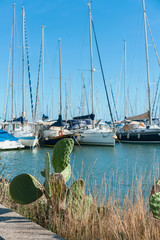 Obraz premium yacht parking with a young cactus bush in the foreground against a blue cloudless sky