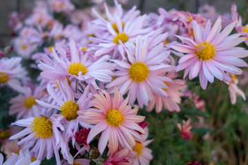 Fototapeta premium 屋外に咲いた白い菊の花
