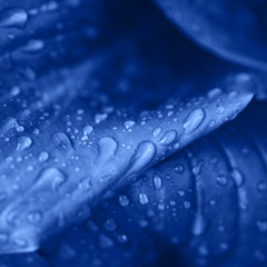 flower macro photo. Clasic blue beautiful blooming petal after rain. Color 2020.