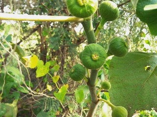 Figs on tree