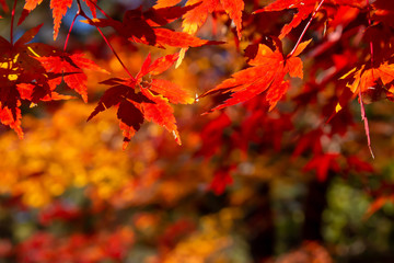 オレンジに紅葉したもみじ