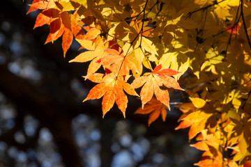 オレンジに紅葉したもみじ