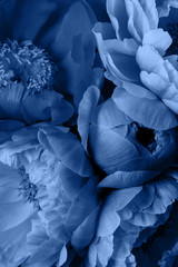 Peony roses flowers, beautiful floral background in blue color.