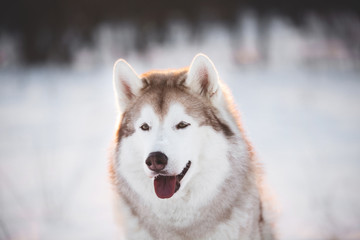 Cute, Beautiful and happy Siberian Husky dog sitting on the snow in the winter forest