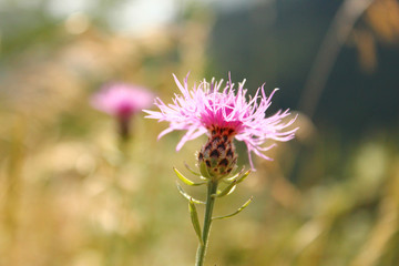 Purple thistle flower in bloom in beautiful sunlight, colorful