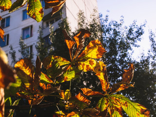 chestnut leaves in autumn on a tree, Moscow.
