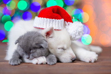 Fototapeta na wymiar White siberian husky wearing a red santa hat and baby kitten sleep on a background of the Christmas tree