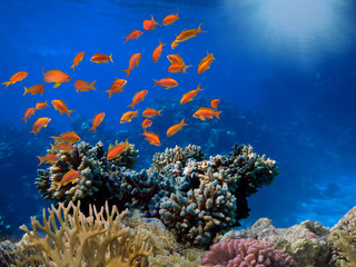 Red sea coral reef with hard corals, fishes