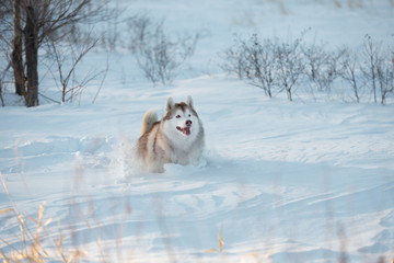 Crazy, happy and funny beige and white dog breed siberian husky with tonque out running on the snow in the winter field.