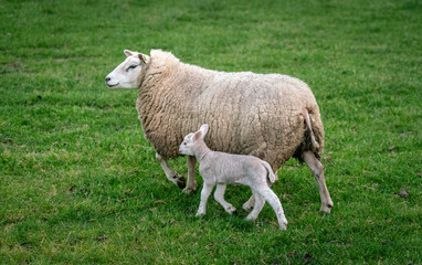 Naklejka na ściany i meble Sheep with lambs in field near Loenen (The Netherlands)