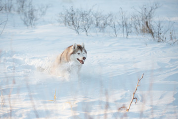 Crazy, happy and funny beige and white dog breed siberian husky with tonque out running on the snow in the winter field.