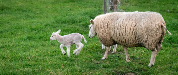 Sheep with lambs in field near Loenen (The Netherlands)