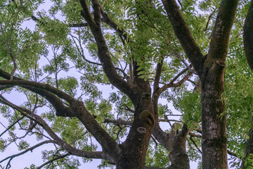 Tree crown in The Netherlands