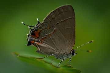 Obraz na płótnie Canvas grey butterfly on leaf