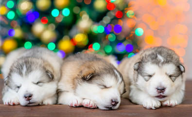 Fototapeta na wymiar Alaskan malamute puppies sleep with Christmas tree on background