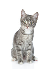 Fototapeta premium Cat sits in front view and looks at camera. isolated on white background