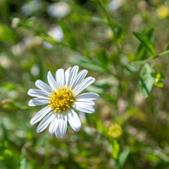 Fototapeta premium daisy in the grass