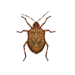 illustration of bed bug