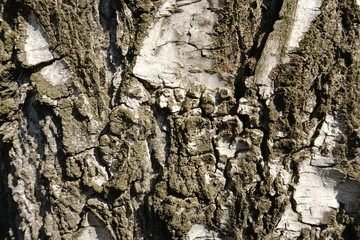 Texture of birch bark, natural background. 