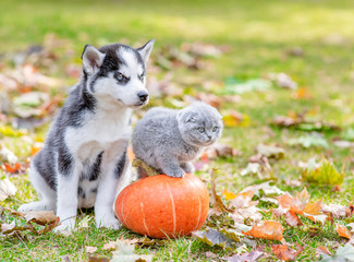 Husky puppy sits with a kitten in autumn park with pumplin and looks away