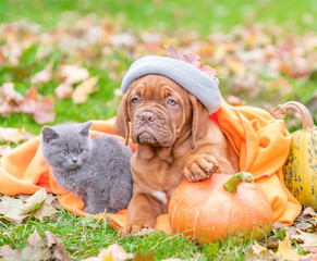 Puppy wearing a warm hat lies with a kitten on autumn foliage with a pumpkin