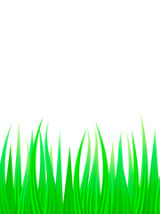 Obraz premium Green grass background. Vector illustration for poster or card