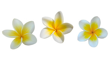 Fototapeta na wymiar frangipani flower on white background