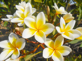 Obraz na płótnie Canvas yellow flowers frangipani plumeria