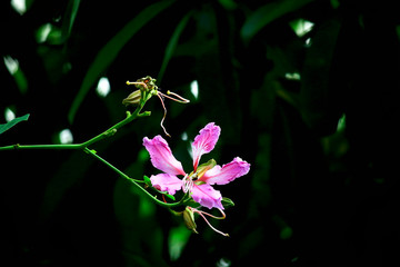 Purple orchid Tree, bauhinia purpurea, purple Bauhinia or hong kong orchid tree, pink beautiful Chongkho flower blooming in the garden at the morning with sunlight, selective focus