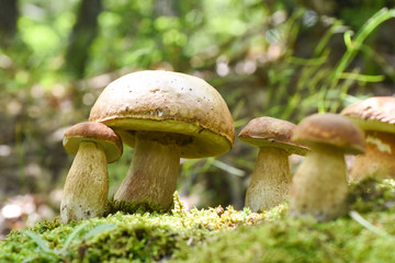 Mushroom boletus In a moss in forest. Gourmet food. Mushroom boletus edulis. Popular white Boletus...