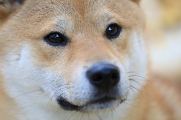 shiba Inu Gesicht