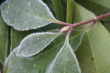 Close-up of frost on Red Robin Photinia bush in the garden on winter season