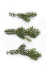 Green fresh pine branches isolated on white background