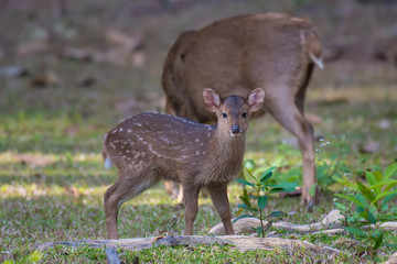 Hog deer in the wildlife sanctuary stood staring at the camera.