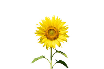 Sunflower isolated on a white background. with clipping path